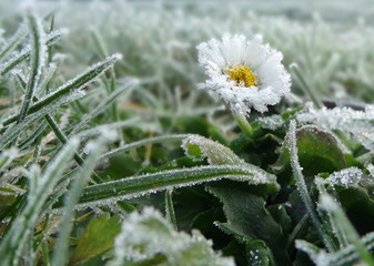 Frozen Daisy