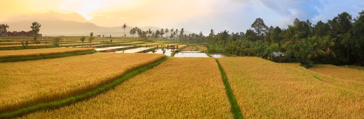 Foto auf Acrylglas Indonesien Paddy-Reis-Panorama