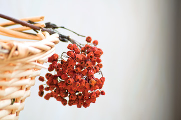 dry ashberry cluster with red berry
