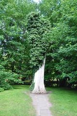 Stare drzewo, Park Oliwski