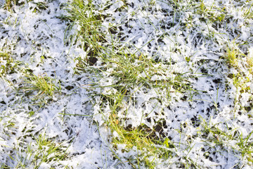 Grass in snow.