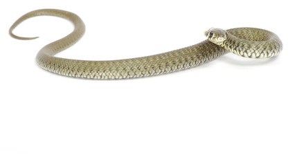 snake