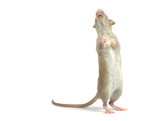 rat