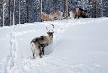 Reindeer in northern Sweden in winter