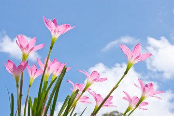 zephyranthes spp.,beautiful flower against blue sky