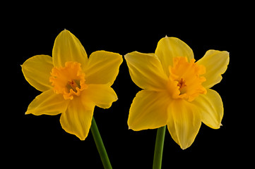 Obraz na płótnie Canvas Two yellow flowering daffodils
