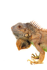 Leguan Gecko Echse Reptil lizzard