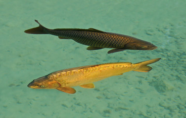 Fototapeta premium coppia di carpe in acqua limpida