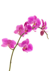 The violet orchids closeup on the white background