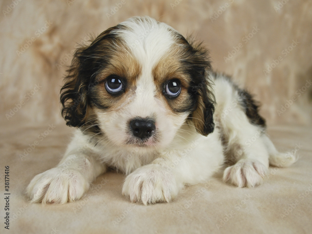 Sticker cavachon puppy