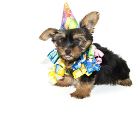 Birthday Yorkie Puppy