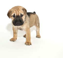 Shar pei Puppy