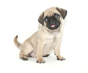 Pug Puppy