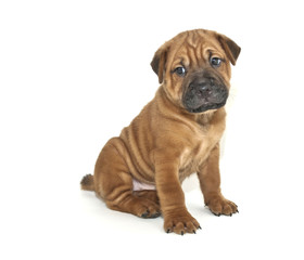 Fototapeta premium Shar pei Puppy