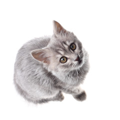 Grey kitten - 38172451