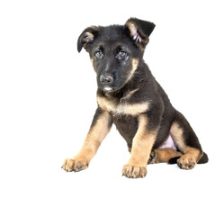 German Shepherd Puppy