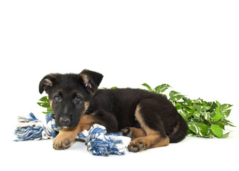 German Shepherd Puppy