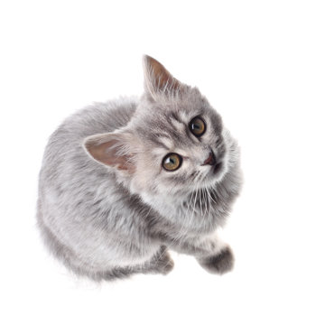 Grey kitten