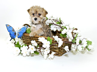 Morkie Puppy In Basket with Blue Butterfly