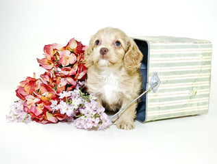 Cream Colored Puppy Sitting in Bucket