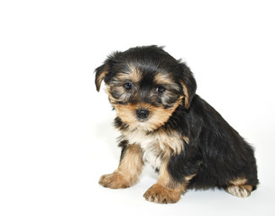 Morkie Puppy