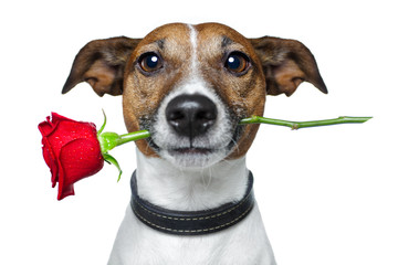 dog with red rose