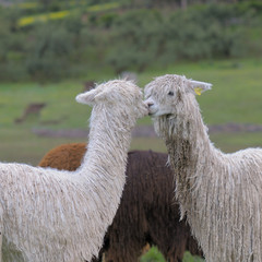 Alpaka-Begrüßung © Sibylle