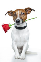 Fototapeta na wymiar Pies z czerwoną różą