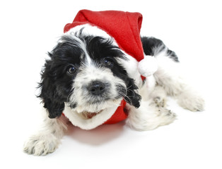 black and White Christmas Puppy
