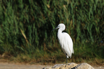Little egret standing on a rock