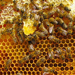 Bees eating honey inside the beehive