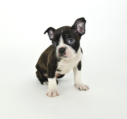 Boston Terrier Puppy
