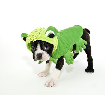Boston Terrier in a Frog Costume