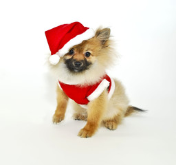Santa Pom Puppy