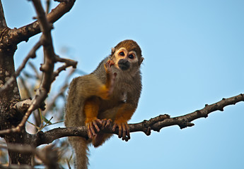 Portrait of a cute squirrel monkey .