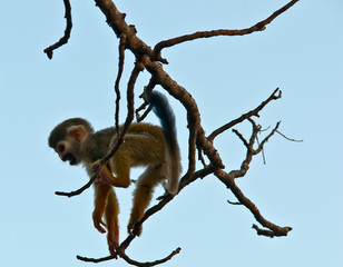 Portrait of a cute squirrel monkey .