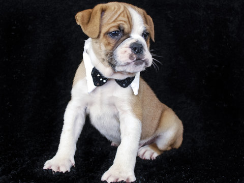 Bulldog Puppy Wearing a Bow Tie