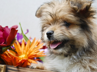 Puppy with Flowers