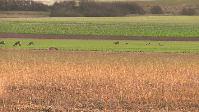 chevreuils dans un champs