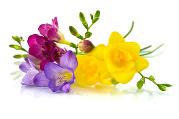 yellow and violet fresia on white