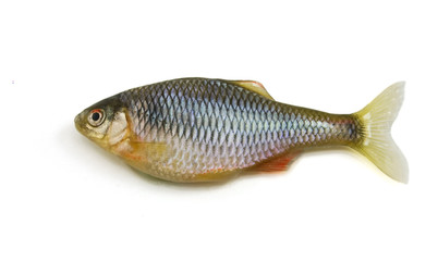 Fish on white background