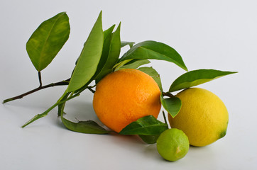 Orange und Zitronen aus eigenener Ernte