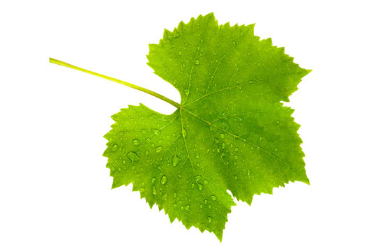 vine leaf wet