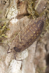Woodlouse on wood, macro photo