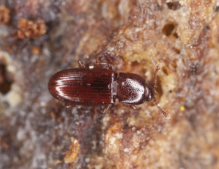 Wood living beetle on wood, extreme close-up