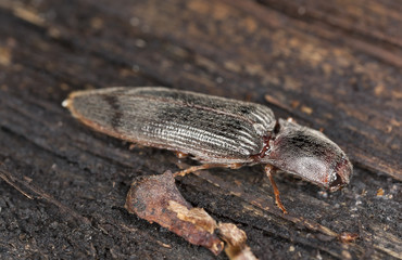 Click beetle stenagostus rhombeus, macro photo