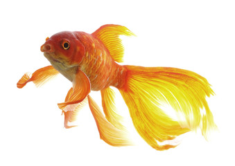 goldfish