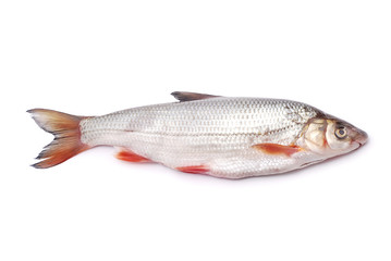 Fototapeta premium nase fish
