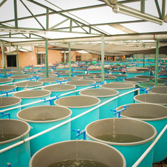 Agriculture aquaculture farm - 38179613