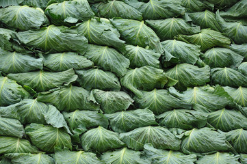 Fototapeta na wymiar Stack of Cabbage in the field, in the North of Thailand